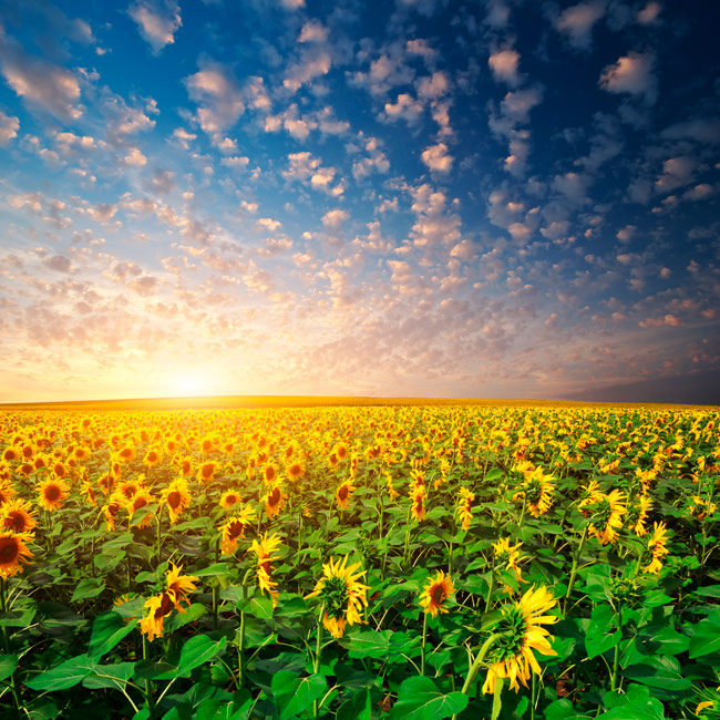 Fotomurales vinilos girasoles